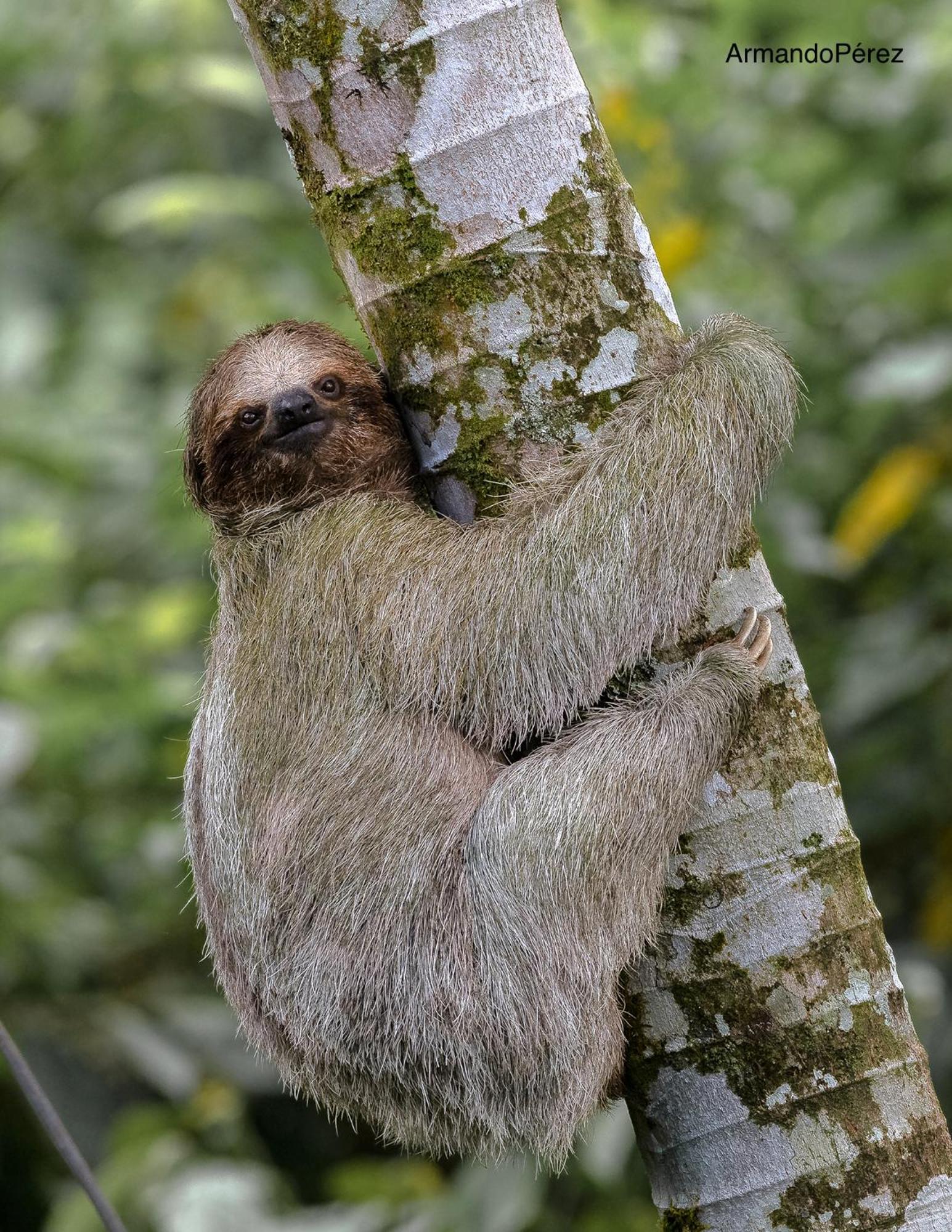 ホテル Arenal Monara ラ・フォルトゥナ エクステリア 写真