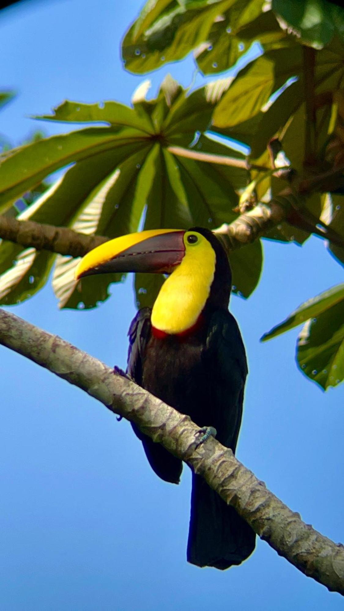 ホテル Arenal Monara ラ・フォルトゥナ エクステリア 写真